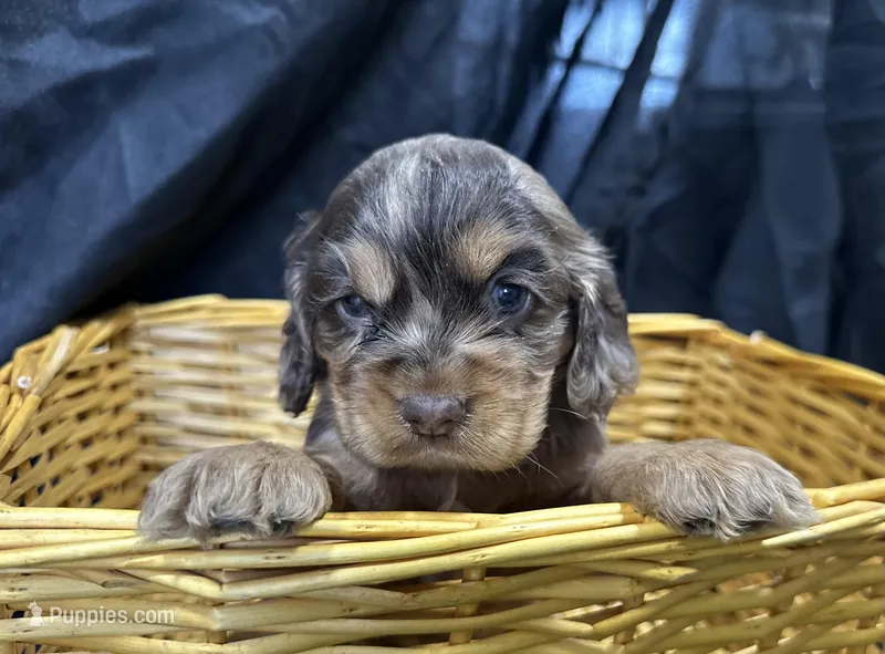 Belle – Cocker Spaniel puppy for sale in Athens, WI