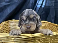 Belle, a female Cocker Spaniel for sale in Athens, WI – Photo 1 of 10