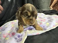 Belle, a female Cocker Spaniel for sale in Athens, WI – Photo 10 of 10