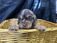 Belle, a female Cocker Spaniel for sale in Athens, WI – Photo 7 of 10