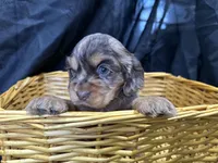 Belle, a female Cocker Spaniel for sale in Athens, WI – Photo 6 of 10