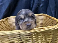 Belle, a female Cocker Spaniel for sale in Athens, WI – Photo 5 of 10