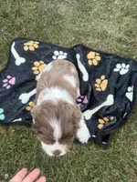 AKC Matt, a male Cocker Spaniel for sale in Athens, WI – 6 of 10