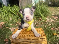 Parker, a male Boston Terrier for sale in Athens, WI – 9 of 10