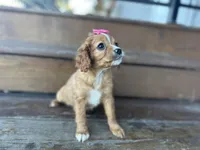 Bambie, a female Cavapoo for sale in Athens, WI – Photo 2 of 10