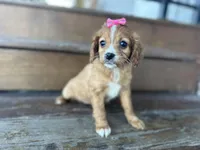 Bambie, a female Cavapoo for sale in Athens, WI – Photo 4 of 10