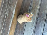 Bambie, a female Cavapoo for sale in Athens, WI – Photo 6 of 10