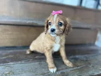 Bambie, a female Cavapoo for sale in Athens, WI – Photo 3 of 10