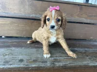 Bambie, a female Cavapoo for sale in Athens, WI – Photo 9 of 10