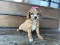 Bambie, a female Cavapoo for sale in Athens, WI – Photo 5 of 10