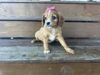 Bambie, a female Cavapoo for sale in Athens, WI – Photo 8 of 10