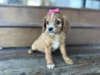 Bambie, a female Cavapoo for sale in Athens, WI – Photo 1 of 10