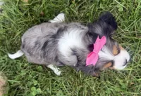 Laken, a female Cavalier King Charles Spaniel for sale in Athens, WI – 3 of 10
