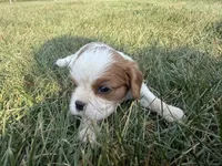 AKC Dolly, a female Cavalier King Charles Spaniel for sale in Athens, WI – 3 of 8