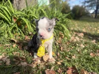 Parker, a male Boston Terrier for sale in Athens, WI – 2 of 10