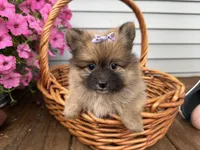 Tiffany, a female Pomeranian for sale in Athens, WI – 4 of 10