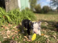 Parker, a male Boston Terrier for sale in Athens, WI – 10 of 10