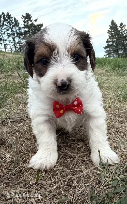 Timmy – Yorkshire Terrier puppy for sale in Athens, WI