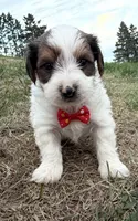 Timmy, a male Yorkshire Terrier for sale in Athens, WI – 1 of 10