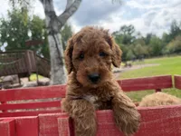 Champion, a male Miniature Goldendoodle for sale in Athens, WI – 2 of 10