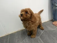 Rod, a male Cavapoo for sale in Athens, WI – 5 of 10