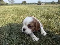 AKC Dorn, a male Cavalier King Charles Spaniel for sale in Athens, WI – 2 of 7
