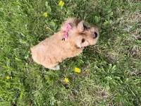 Elane, a female Cavapoo for sale in Athens, WI – 10 of 10