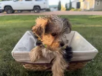 Woody, a male Morkie for sale in Athens, WI – 3 of 10