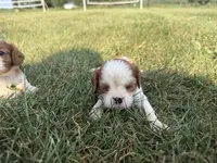 AKC Donald , a male Cavalier King Charles Spaniel for sale in Athens, WI – 2 of 4