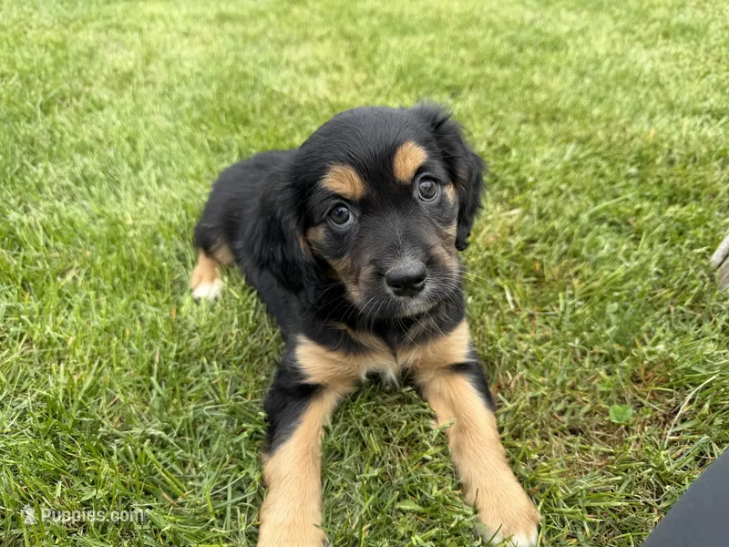 Deb – Cocker Spaniel, Miniature Australian Shepherd puppy for sale in Athens, WI