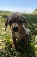 Hattie, a female Miniature Dachshund for sale in Athens, WI – 5 of 10