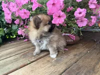 Tuffy, a male Pomeranian for sale in Athens, WI – 9 of 10