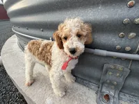 Dean, a male Poodle - Miniature  for sale in Athens, WI – 5 of 10