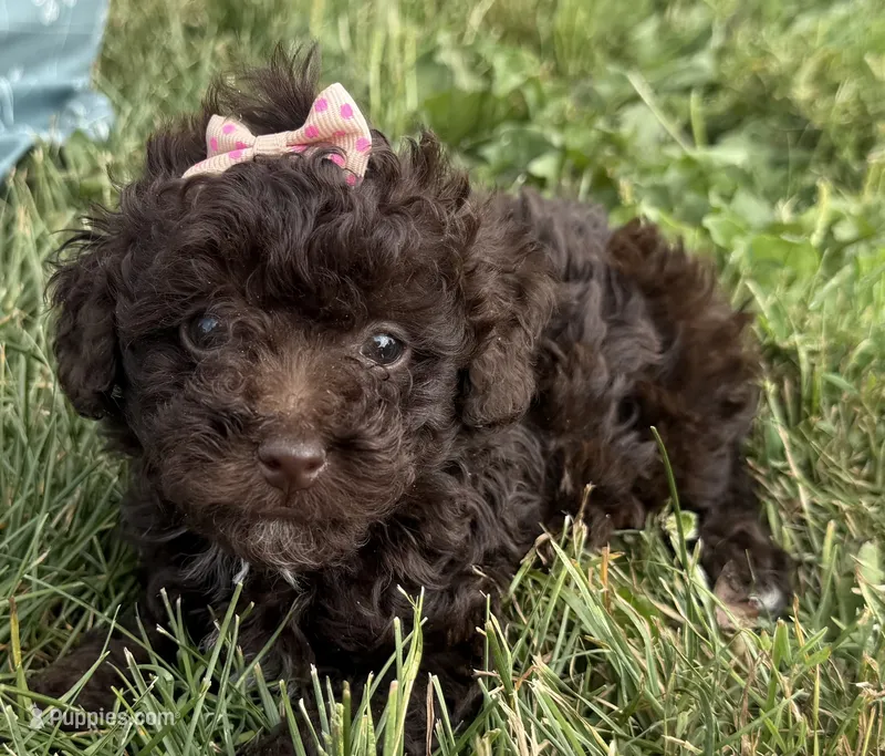 Elle – Poodle - Toy  puppy for sale in Athens, WI