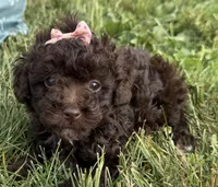 Elle, a female Poodle - Toy  for sale in Athens, WI – 1 of 10