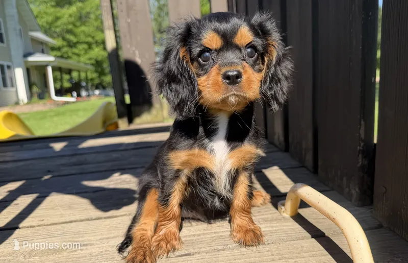 AKC Dexter – Cavalier King Charles Spaniel puppy for sale in Athens, WI