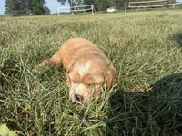 Holly, a female Cocker Spaniel for sale in Athens, WI – 2 of 10