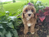 Sunnie, a female Cavapoo for sale in Athens, WI – 3 of 10