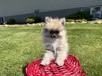 Buddy, a male Pomeranian for sale in Athens, WI – 9 of 10