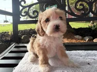 Ember , a female Cavapoo for sale in Athens, WI – 5 of 10