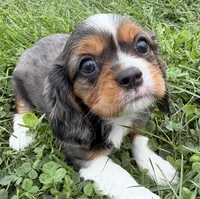 Lucas, a male Cavalier King Charles Spaniel for sale in Athens, WI – 2 of 10