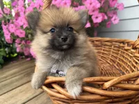 Tuffy, a male Pomeranian for sale in Athens, WI – 4 of 10