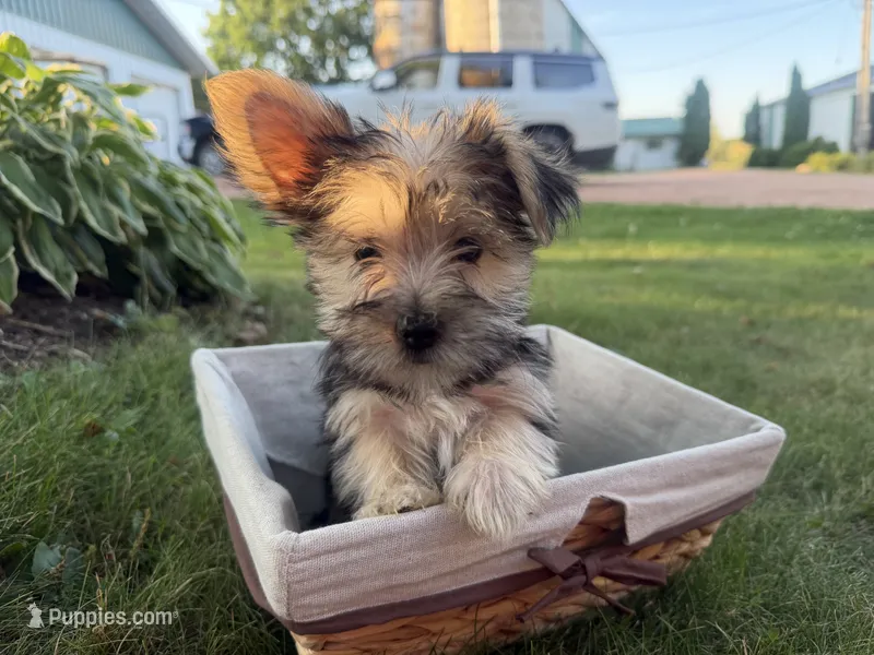 Buzz – Morkie puppy for sale in Athens, WI