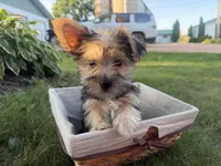 Buzz, a male Morkie for sale in Athens, WI – 1 of 10