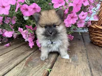 Tuffy, a male Pomeranian for sale in Athens, WI – 8 of 10