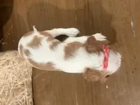 Carmen, a female Cavalier King Charles Spaniel for sale in Athens, WI – 9 of 10