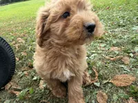 Carlos, a male Miniature Goldendoodle for sale in Athens, WI – 7 of 10
