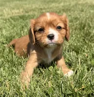 AKC Dixie, a female Cavalier King Charles Spaniel for sale in Athens, WI – 2 of 10