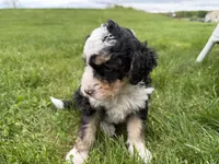 Louie, a male Miniature Bernedoodle for sale in Athens, WI – 9 of 10