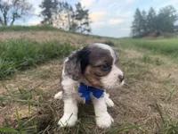 Arthur, a male Cavapoo for sale in Athens, WI – 5 of 10